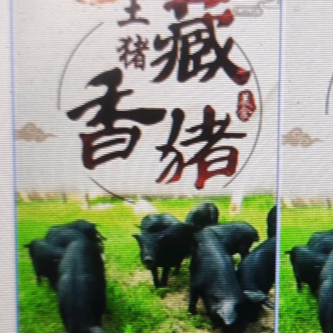 生态藏香猪养殖