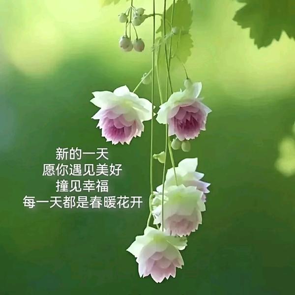 💞ঞᩚ᭄米粒💕