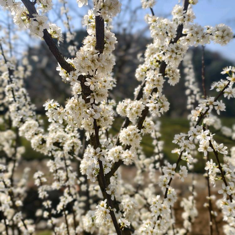 棉花糖