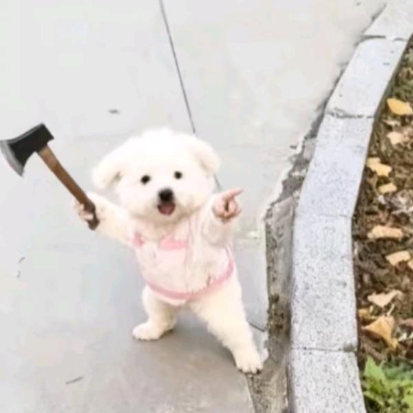 不会开飞机的舒克
