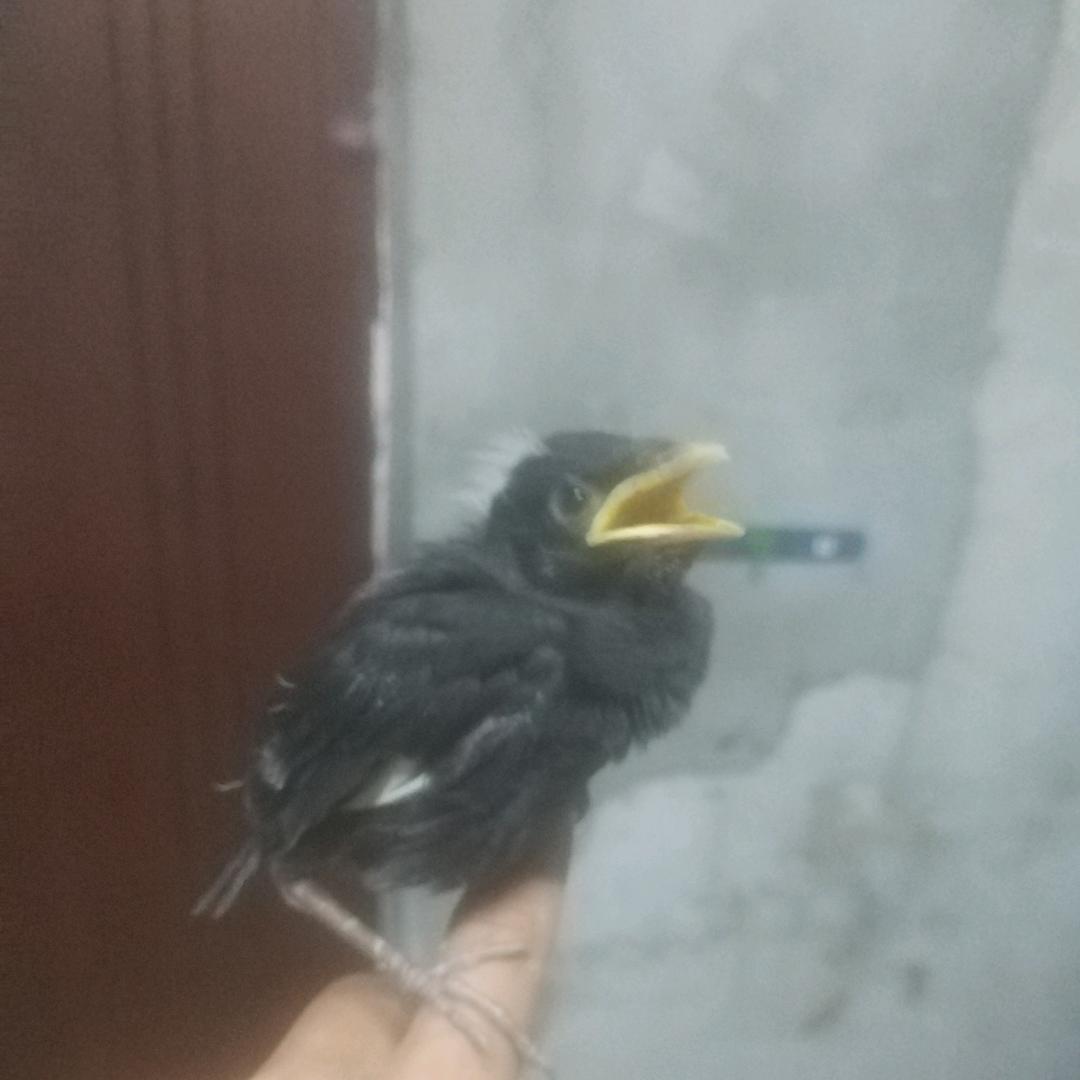 黑八哥幼鸟。