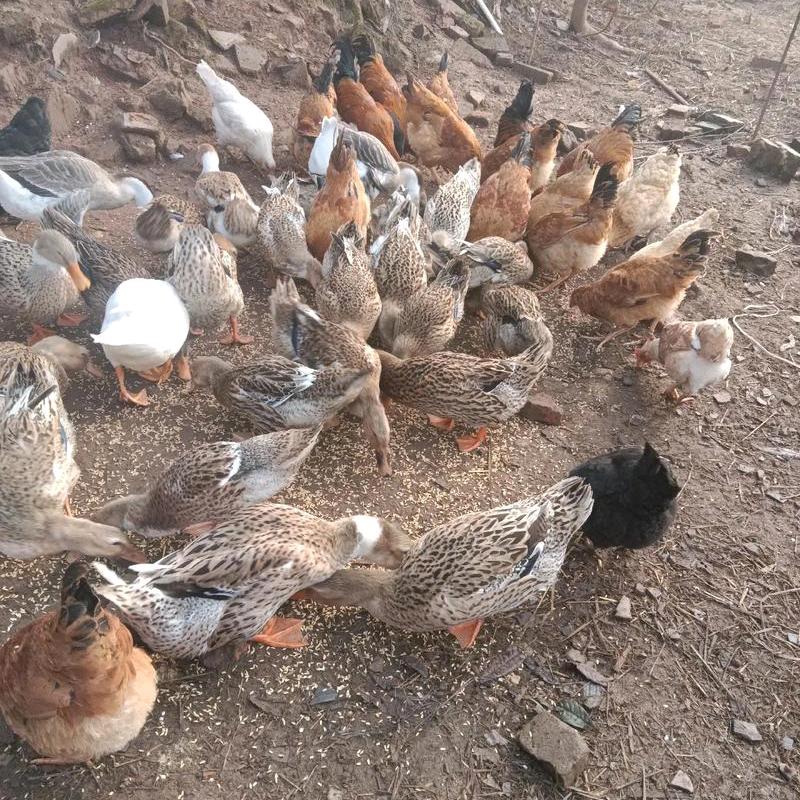 大竹观音（何鸭儿）