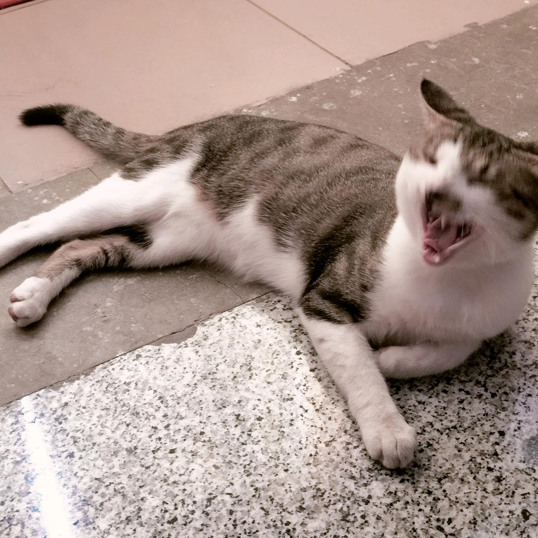 是玥呀