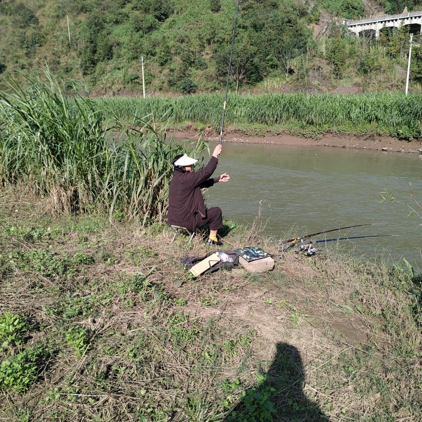 🍎🍎小猫钓鱼🐟🐟🐠🐠