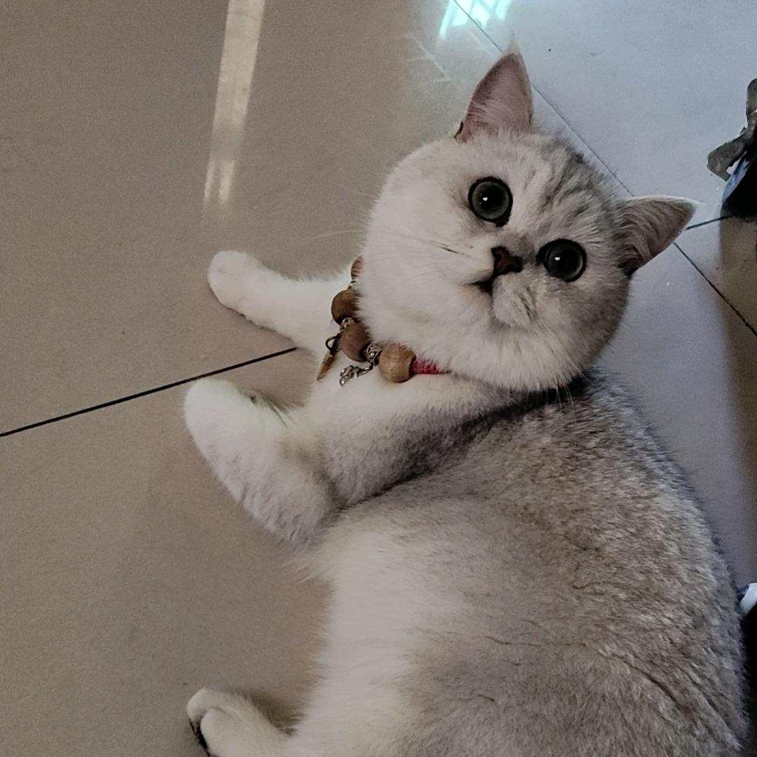 泡芙是只虾宝猫