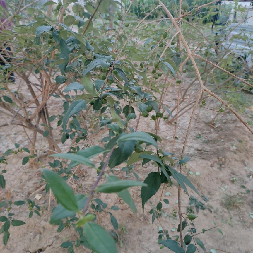 邢台后屯法师花卉