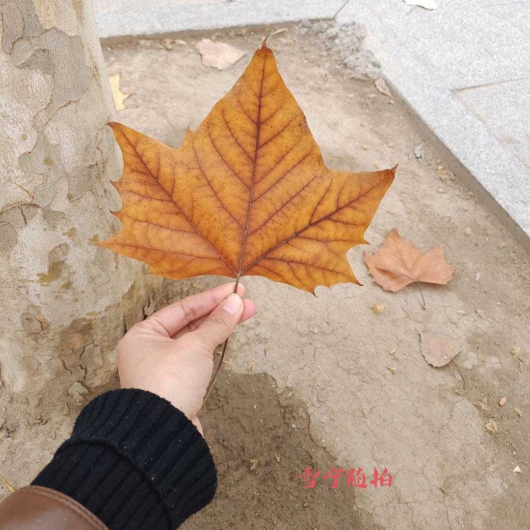 一生何求～雪宁❤️