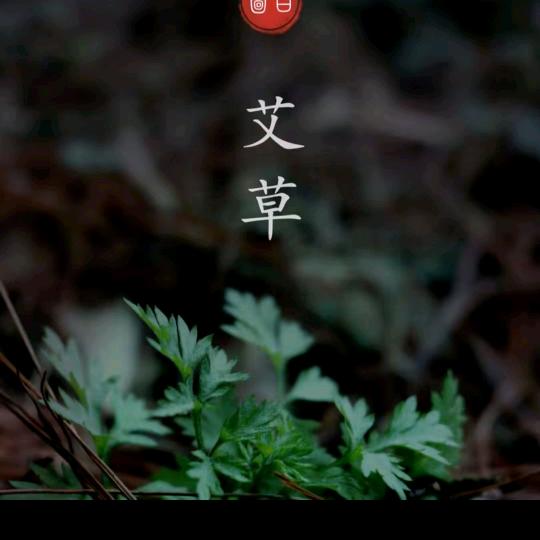 段先森（艾草）