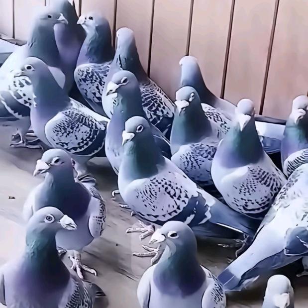 飞天鸽业