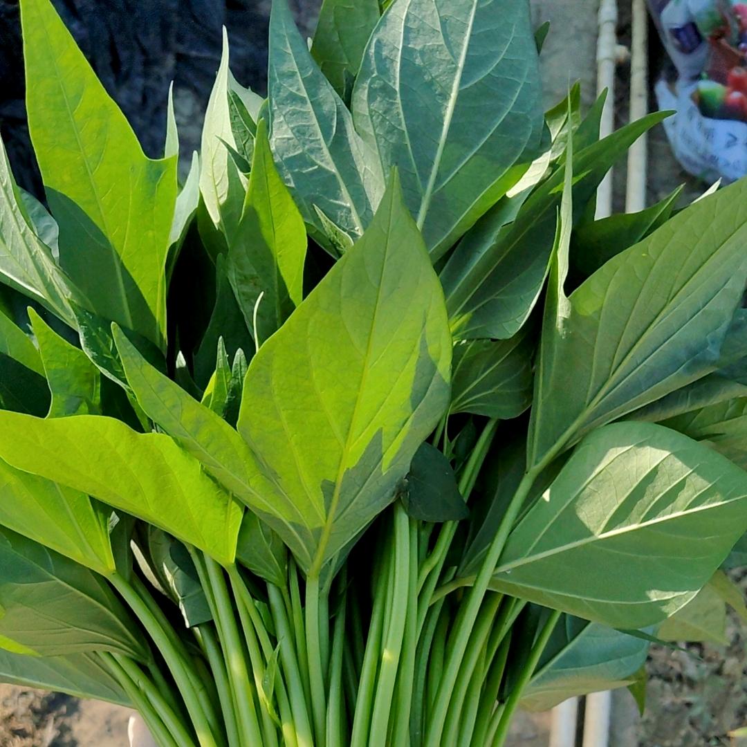 🌸隆安村花🌺