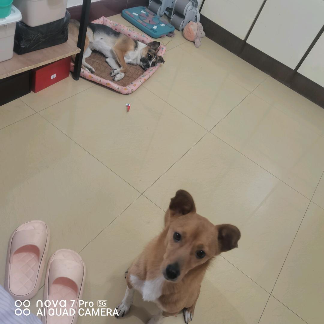 来自东北的傻妞