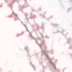 王家大小姐🌹🌹🌹🌹🌹