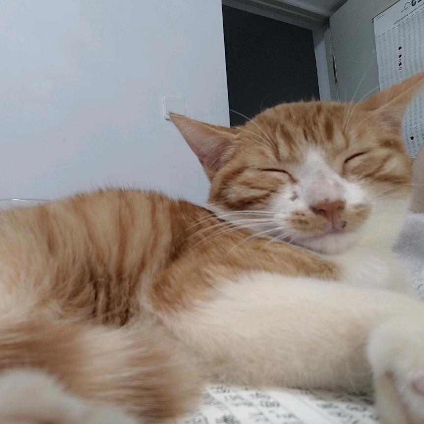 小猫今天吃饭了吗