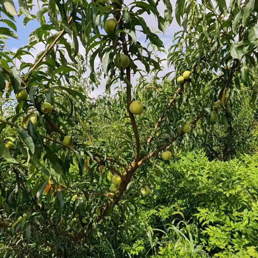张姐～蜂糖李