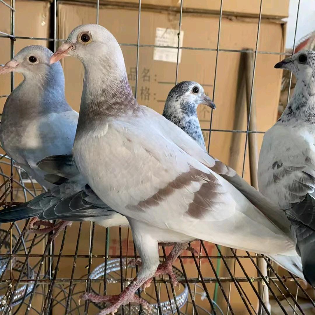 创意鸽舍