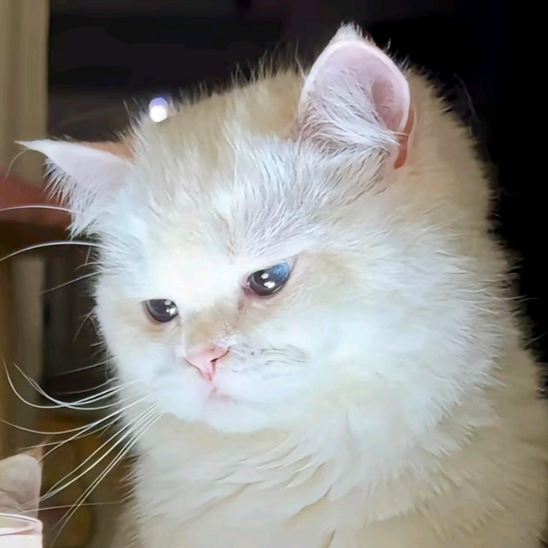 天狐