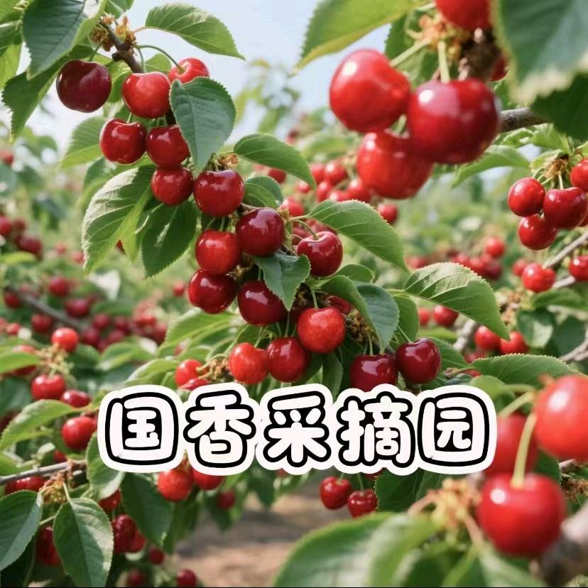 国香采摘园（樱桃）