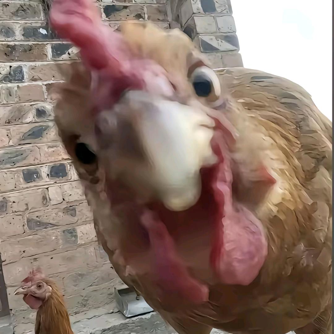 咯咯哒