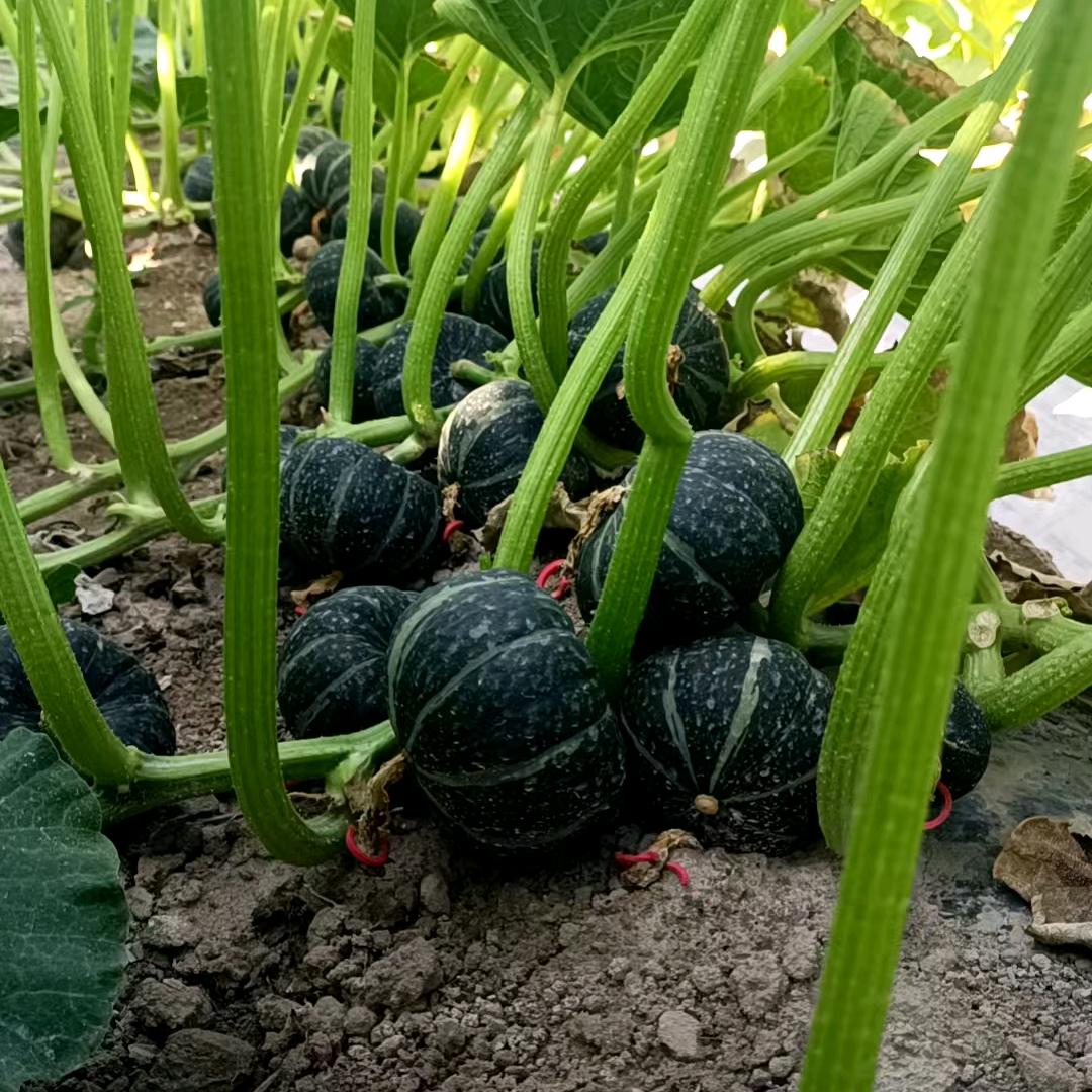 芒市贝贝南瓜种植