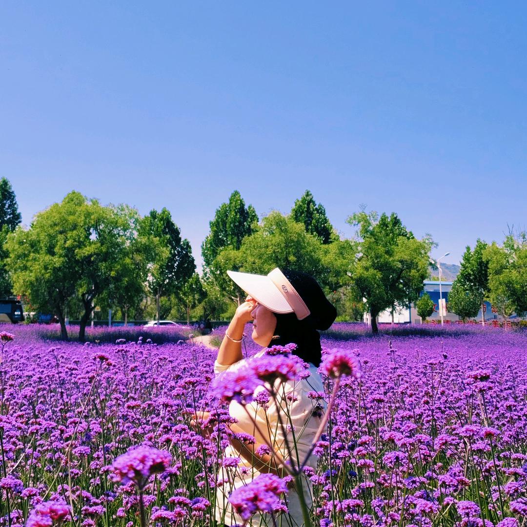 樱花（首播筹备）