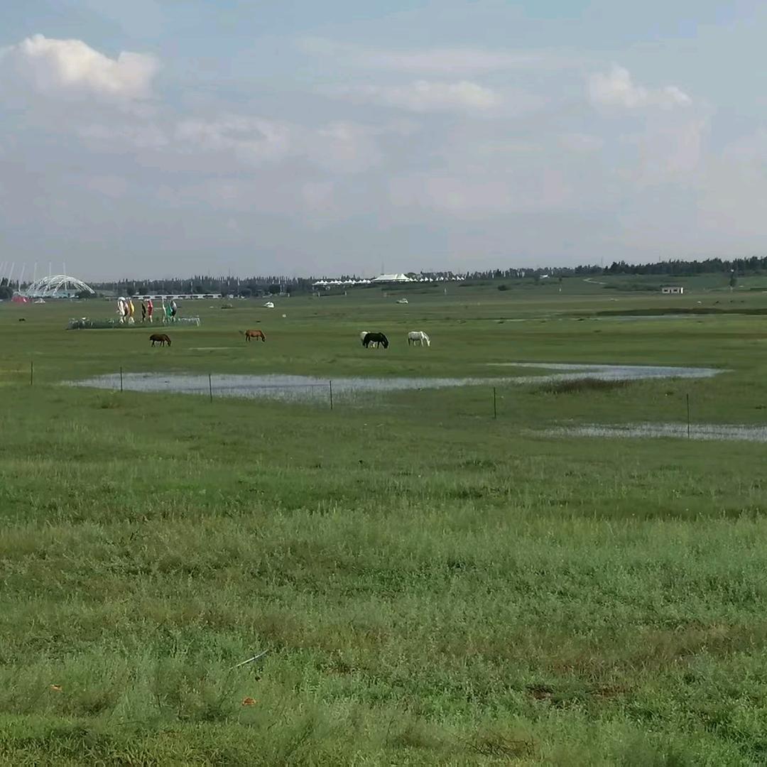 玫瑰