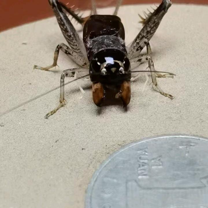 鲁西冠县-野生蛐蛐