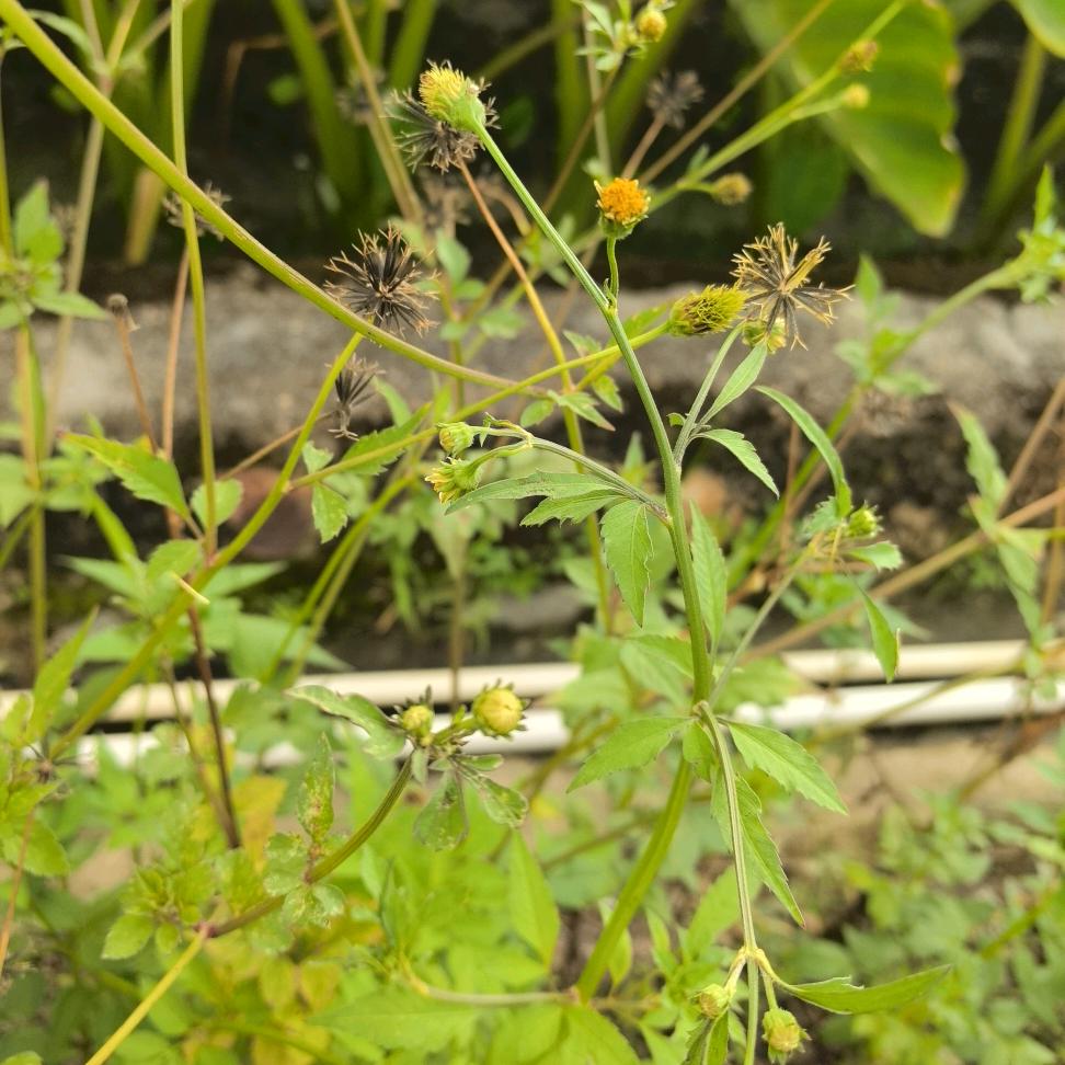 可乐鸡翅