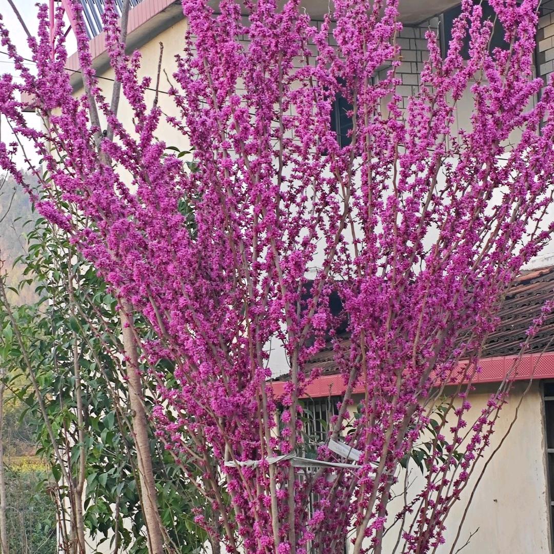 73年！9月牛！知足常乐！