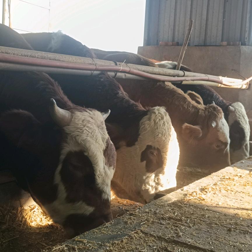 00后养牛小伙🐮