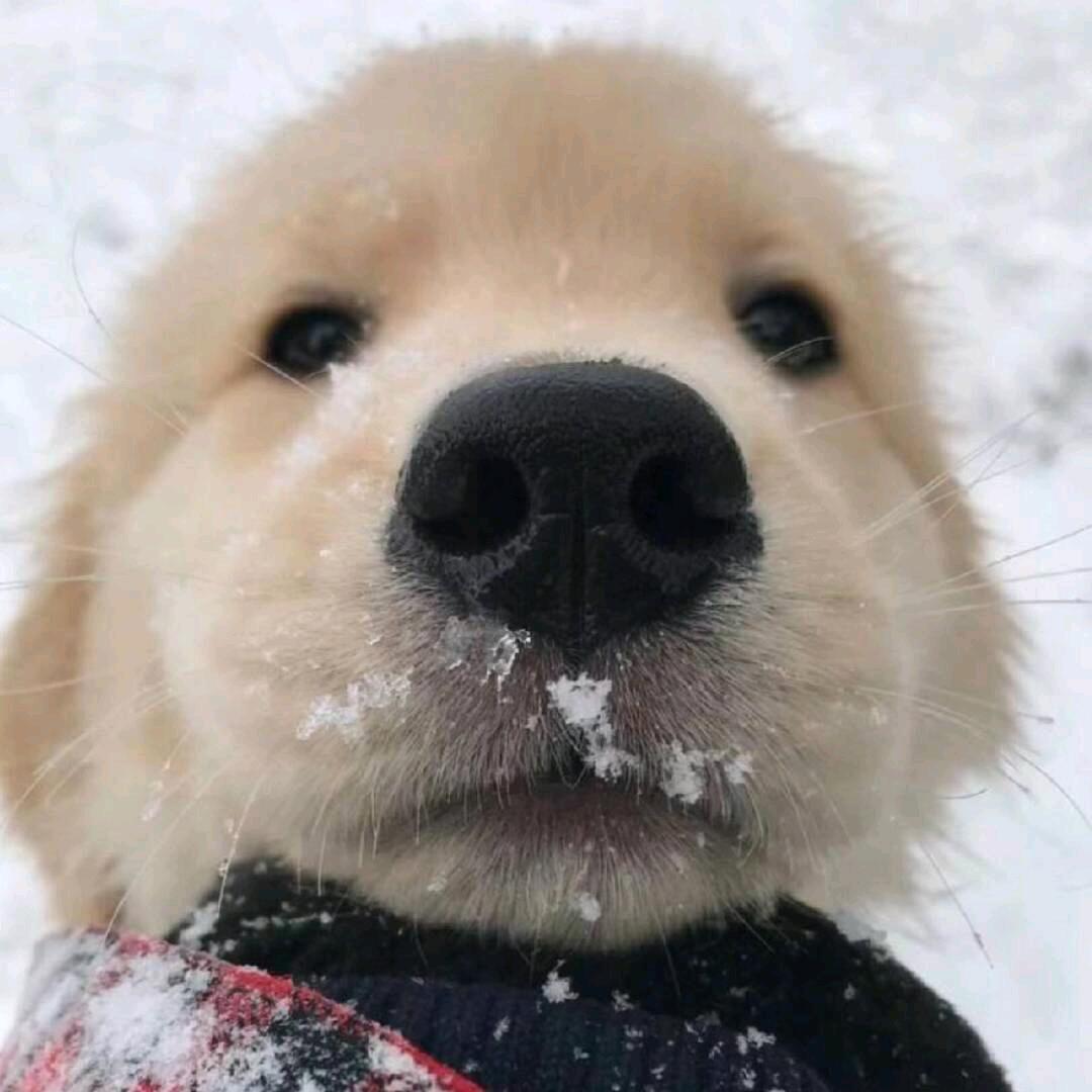 小白 ￴￴ ￴￴ ￴