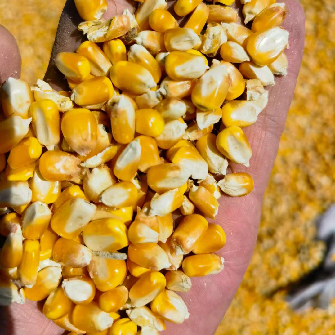 站在坟头指挥鬼