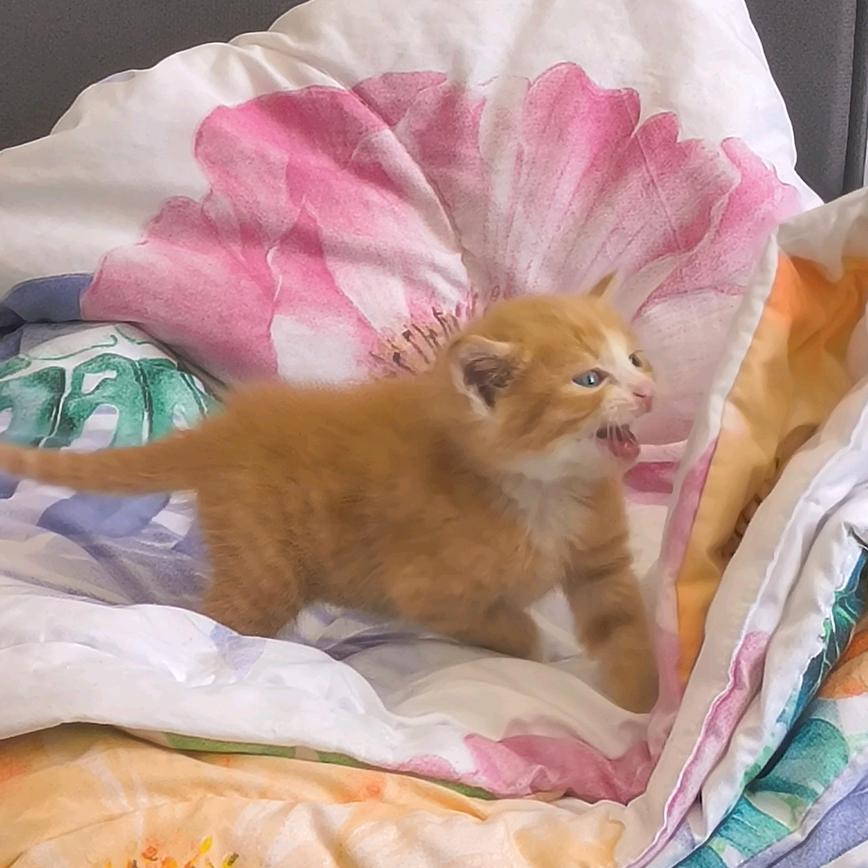 来杯奶茶🐱