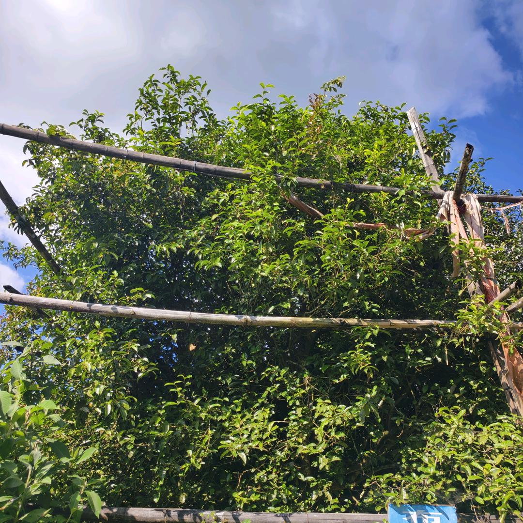 临沧胖哥坤鼎号