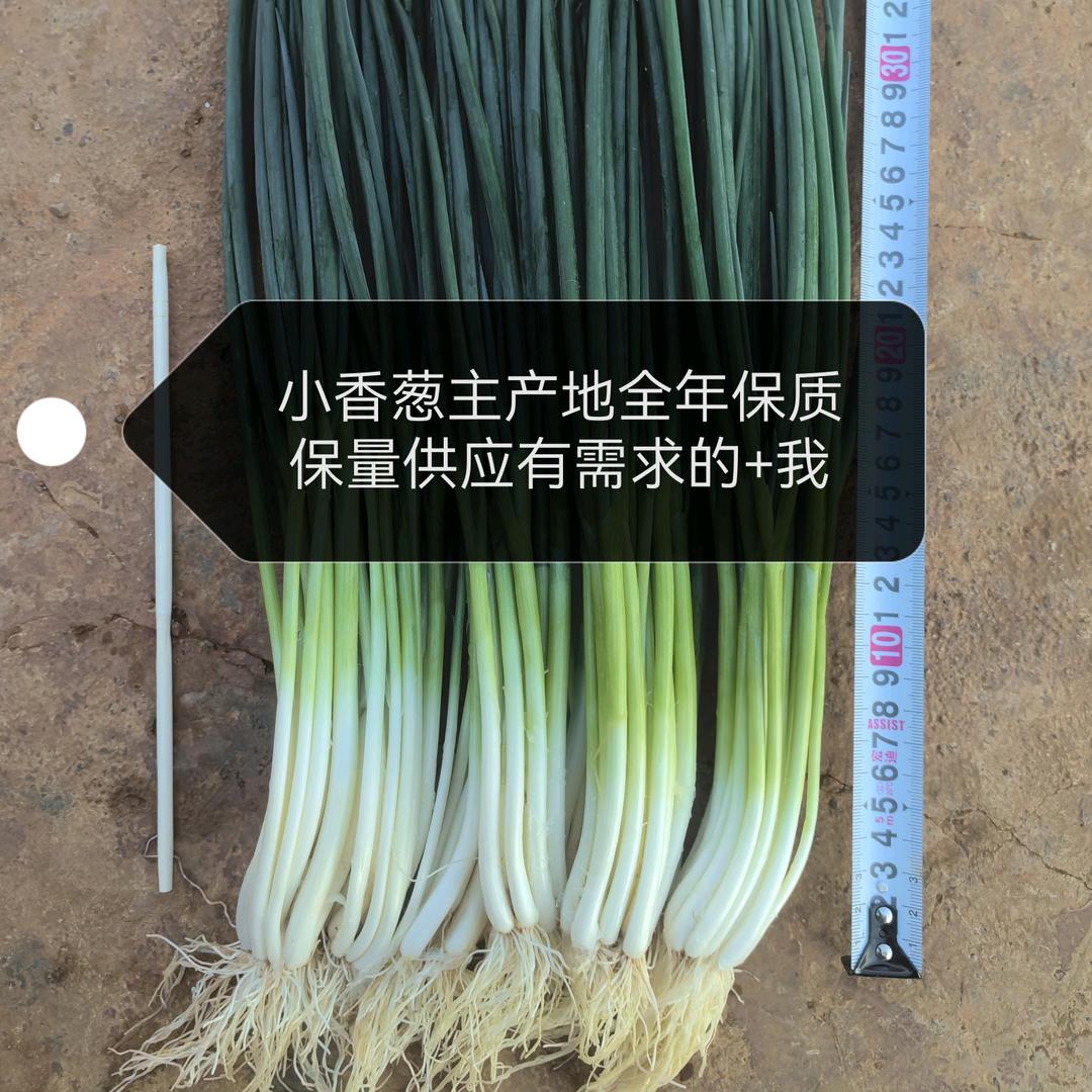 泸西小香葱-黄勇