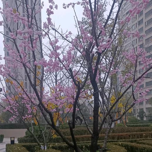 张姐（抖音摆摊）