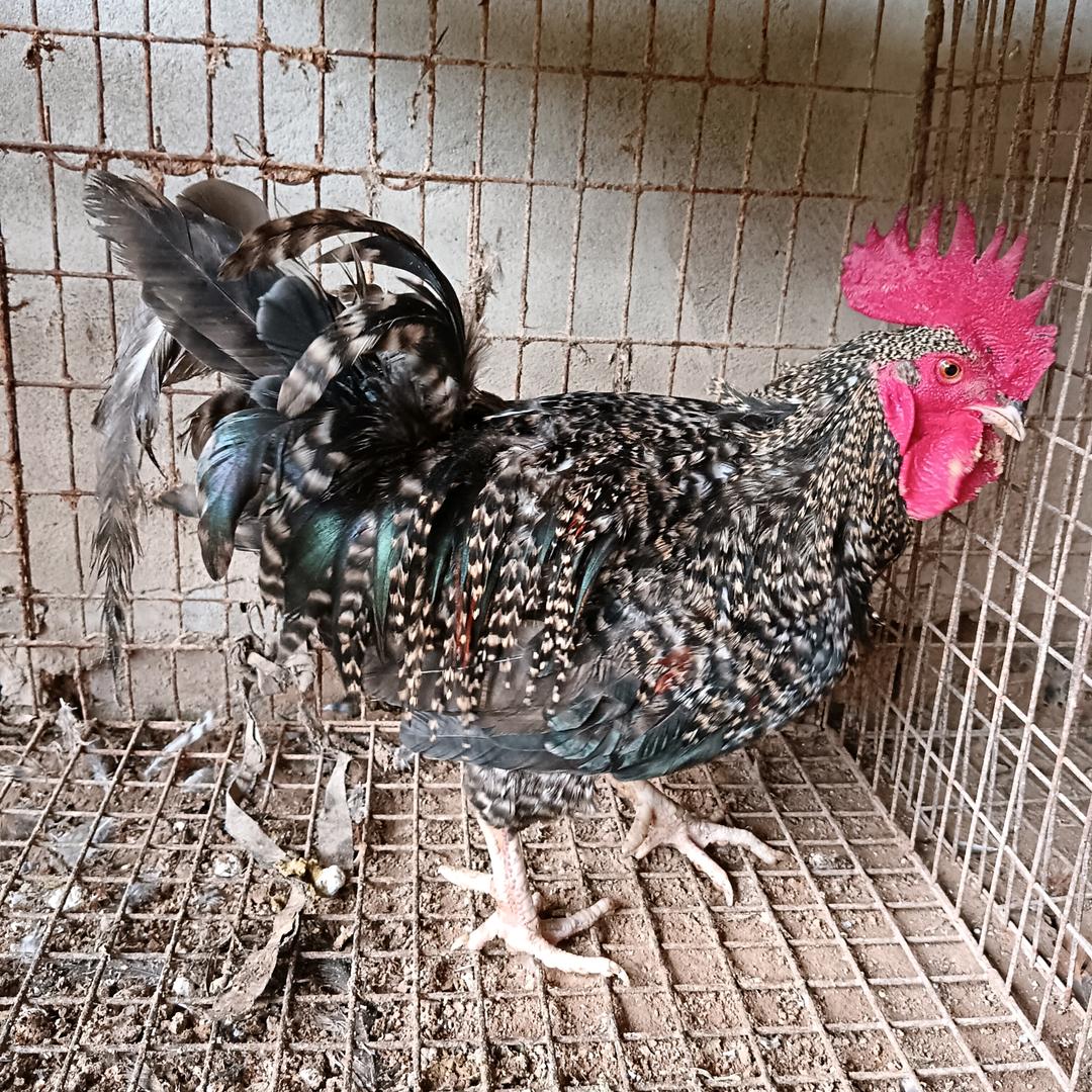 启鹏优选( 华北柴鸡)