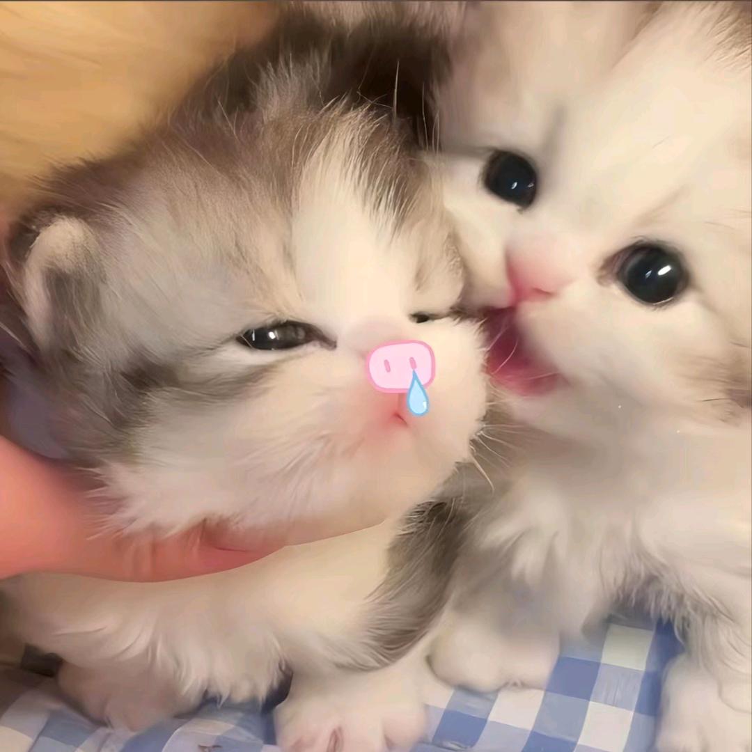 晚秋月的小鱼