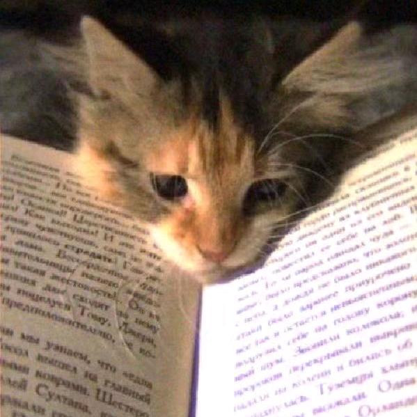 十一（三角洲行动）