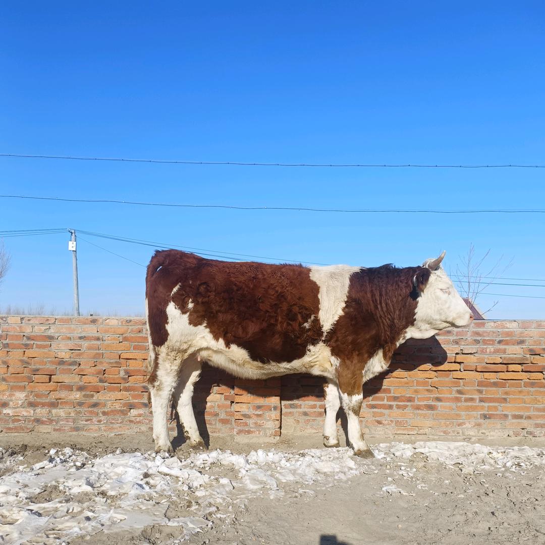 猛踹瘸子那条好腿666