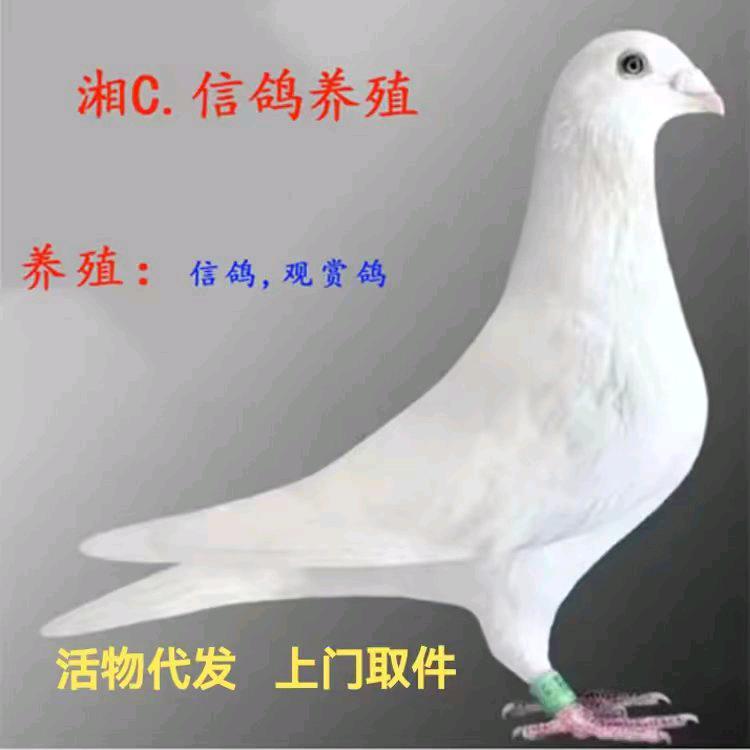湘C.信鸽养殖