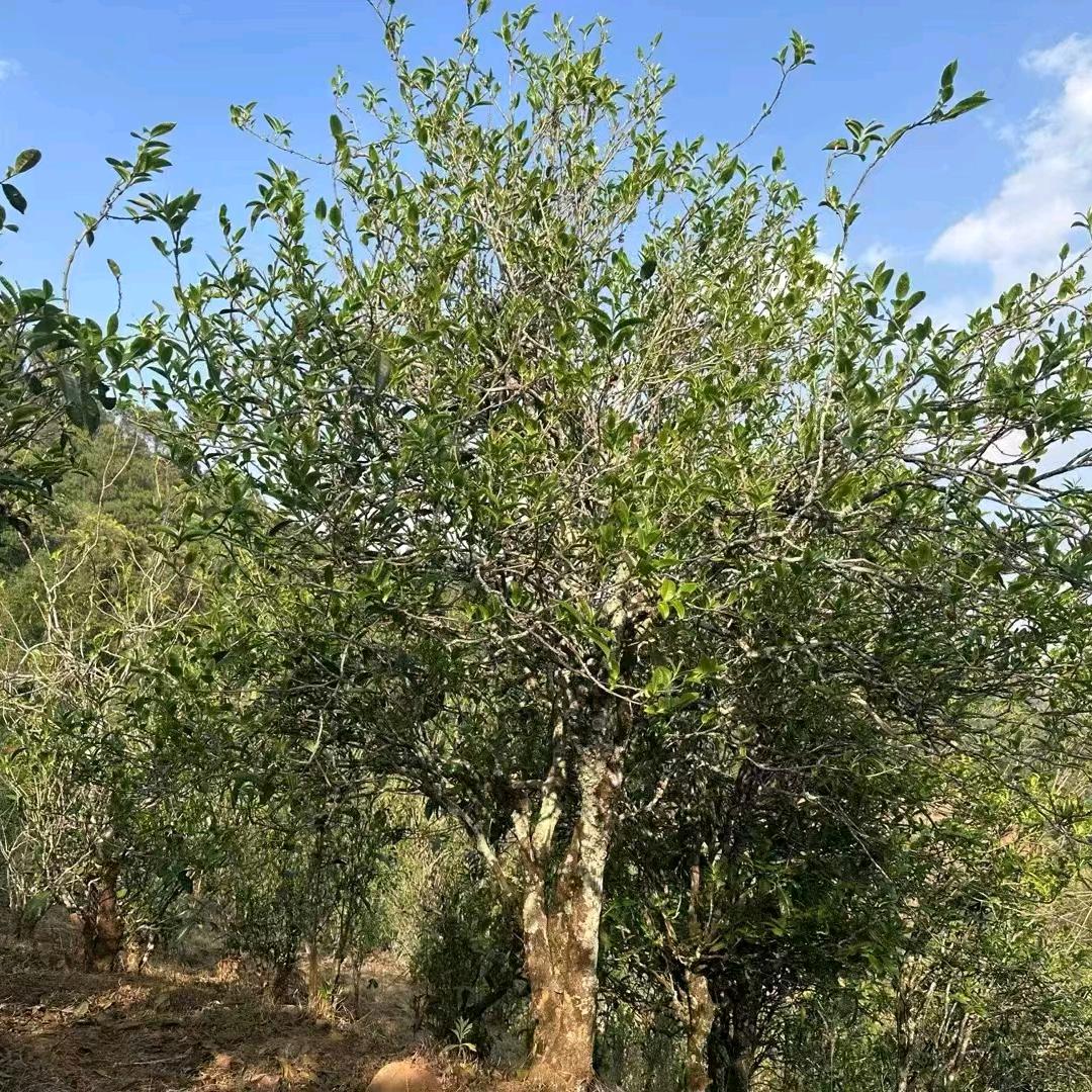 需要古树茶的联系我