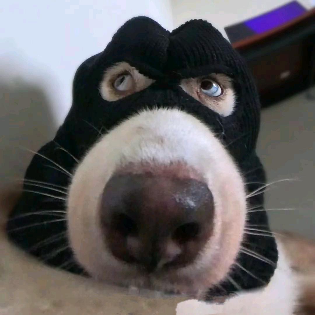 Hello小狗🐶