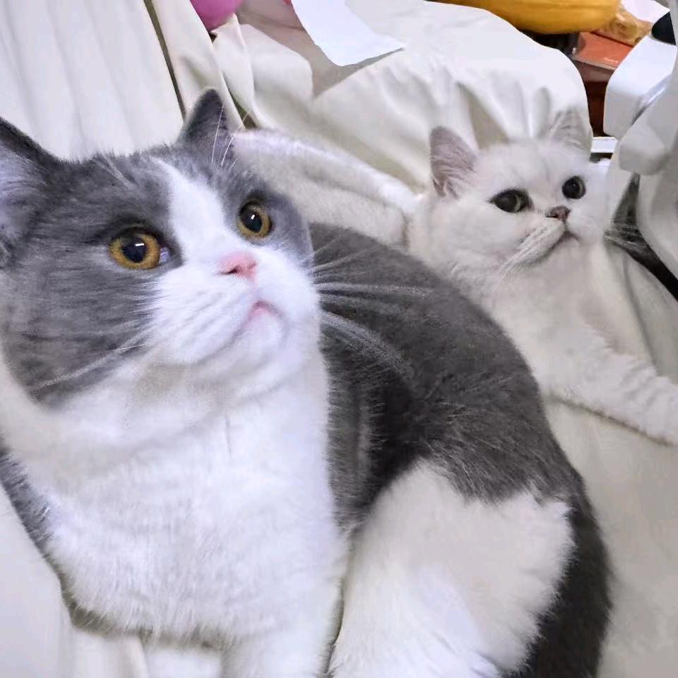 无偿代亲大猪咪
