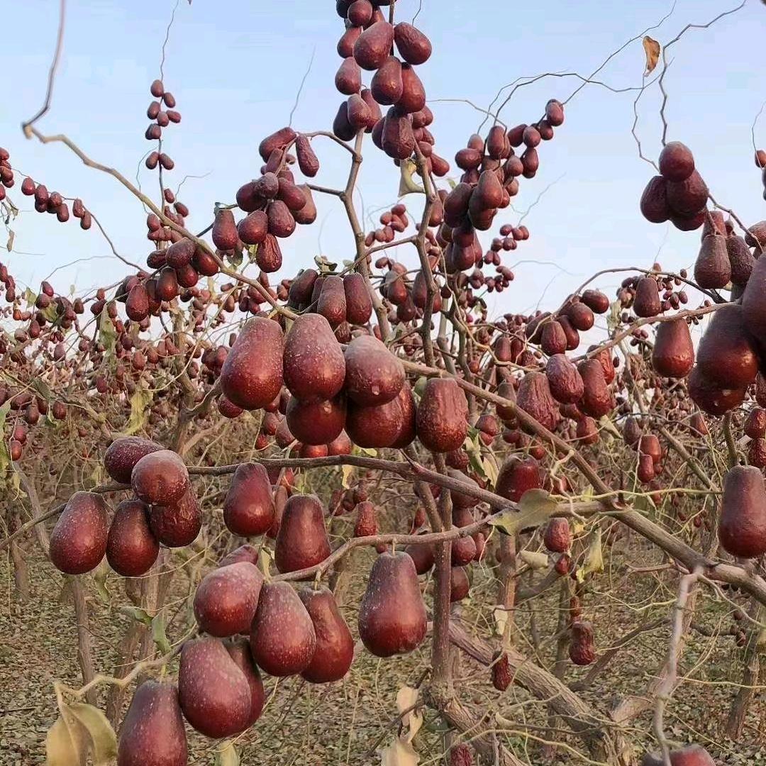 河南人在新疆《原产地红枣》