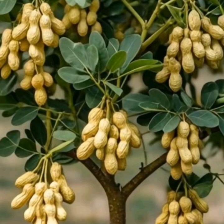 我是六七年的羊🐏。