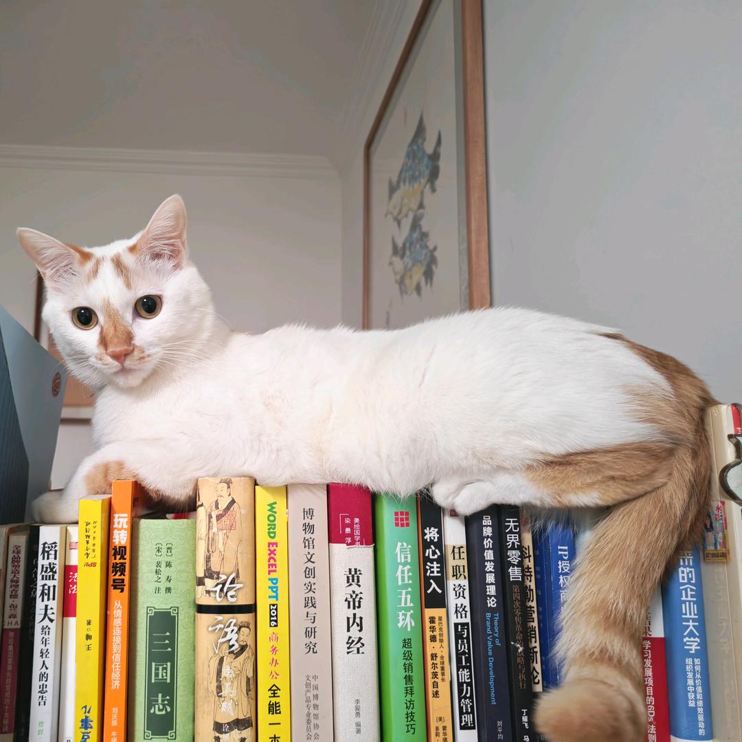 梓珩的猫咪们