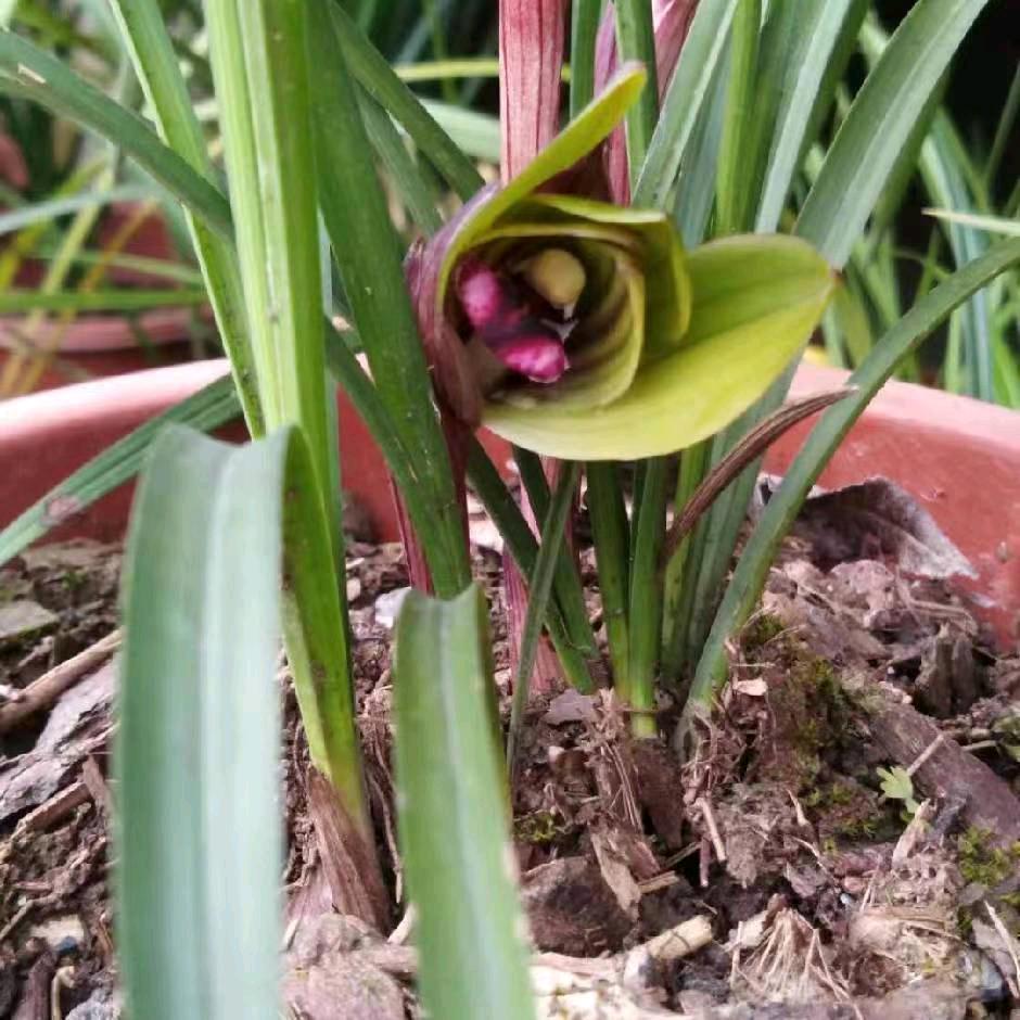 郑海:单身老板兰花