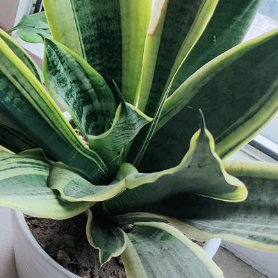 一生不会有你。