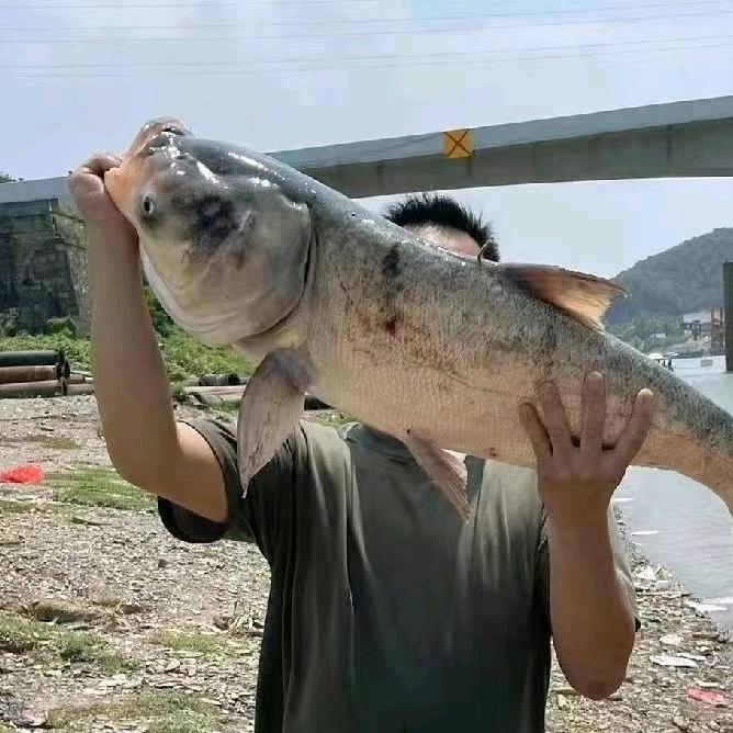 爱好钓鱼的🚗🚗维修