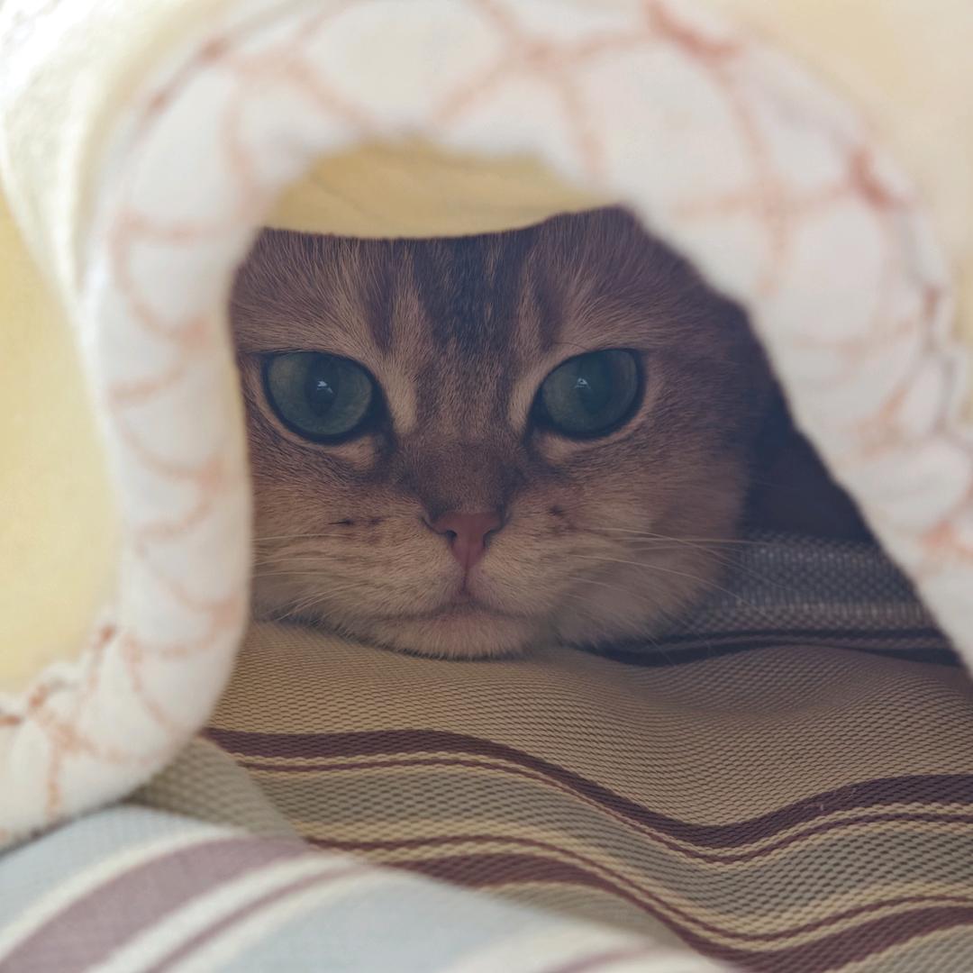 臭弟弟成长记